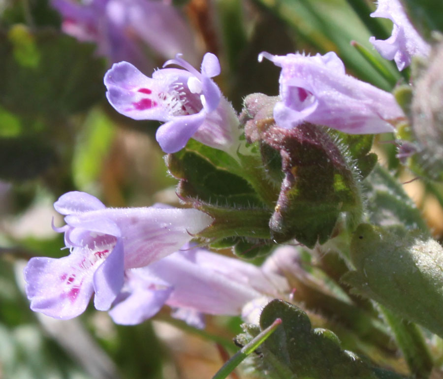 Glechoma hederacea L.